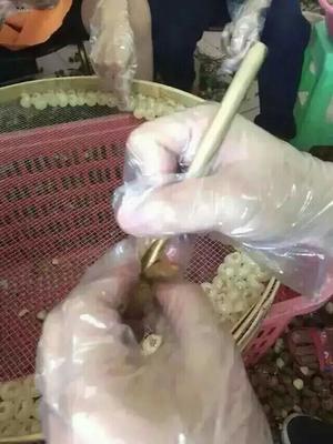 紅酒、蜂蜜、桂圓肉批發(fā)兼零售